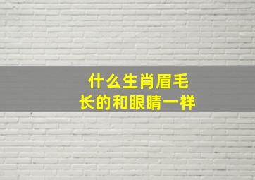 什么生肖眉毛长的和眼睛一样