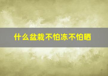 什么盆栽不怕冻不怕晒