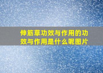 伸筋草功效与作用的功效与作用是什么呢图片