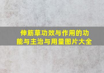 伸筋草功效与作用的功能与主治与用量图片大全