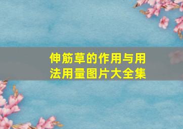 伸筋草的作用与用法用量图片大全集