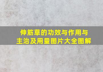 伸筋草的功效与作用与主治及用量图片大全图解