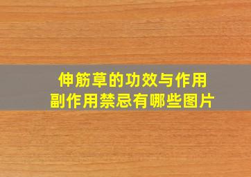 伸筋草的功效与作用副作用禁忌有哪些图片