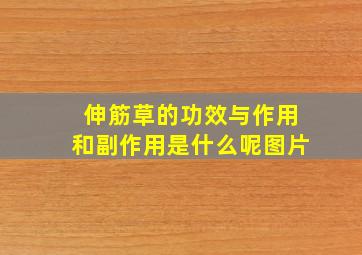 伸筋草的功效与作用和副作用是什么呢图片