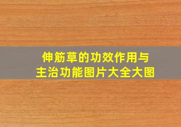 伸筋草的功效作用与主治功能图片大全大图