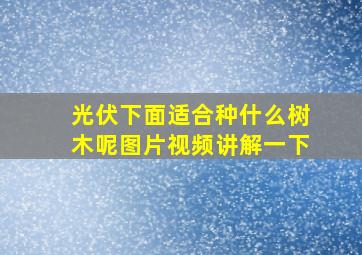 光伏下面适合种什么树木呢图片视频讲解一下