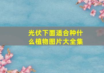 光伏下面适合种什么植物图片大全集