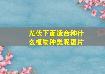 光伏下面适合种什么植物种类呢图片