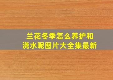 兰花冬季怎么养护和浇水呢图片大全集最新