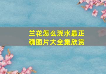 兰花怎么浇水最正确图片大全集欣赏