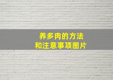 养多肉的方法和注意事项图片