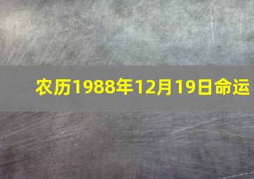 农历1988年12月19日命运