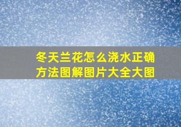 冬天兰花怎么浇水正确方法图解图片大全大图