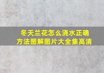 冬天兰花怎么浇水正确方法图解图片大全集高清