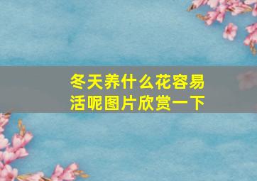 冬天养什么花容易活呢图片欣赏一下