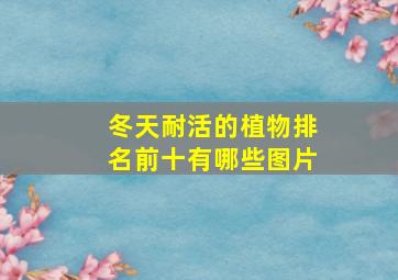 冬天耐活的植物排名前十有哪些图片