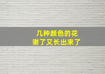 几种颜色的花谢了又长出来了