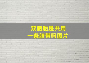 双胞胎是共用一条脐带吗图片