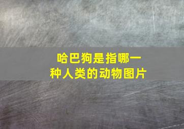 哈巴狗是指哪一种人类的动物图片