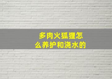 多肉火狐狸怎么养护和浇水的