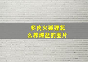 多肉火狐狸怎么养爆盆的图片