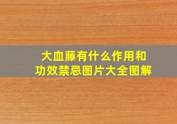 大血藤有什么作用和功效禁忌图片大全图解