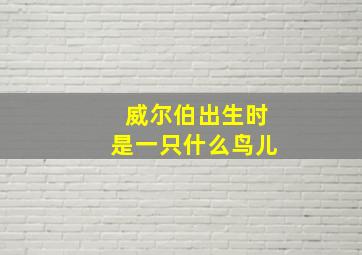 威尔伯出生时是一只什么鸟儿