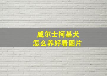 威尔士柯基犬怎么养好看图片