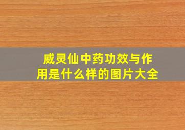 威灵仙中药功效与作用是什么样的图片大全