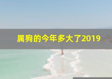 属狗的今年多大了2019