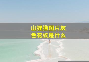 山狸猫图片灰色花纹是什么