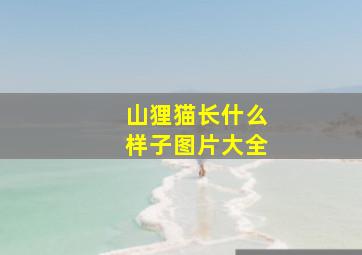 山狸猫长什么样子图片大全