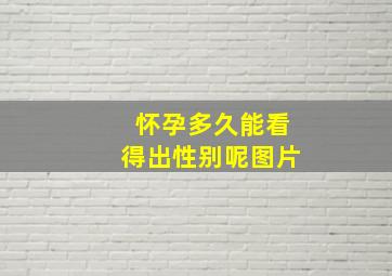 怀孕多久能看得出性别呢图片