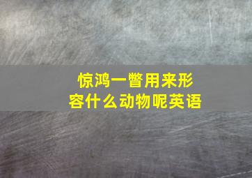 惊鸿一瞥用来形容什么动物呢英语