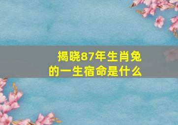 揭晓87年生肖兔的一生宿命是什么