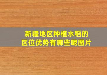 新疆地区种植水稻的区位优势有哪些呢图片