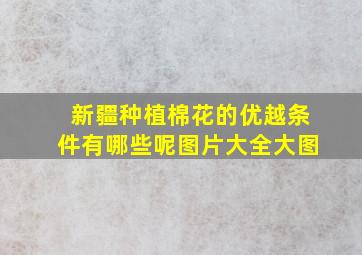 新疆种植棉花的优越条件有哪些呢图片大全大图