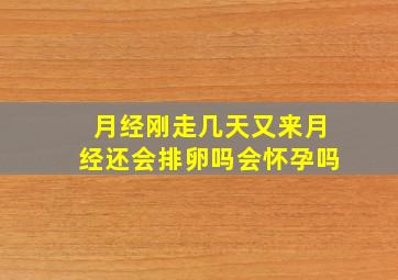 月经刚走几天又来月经还会排卵吗会怀孕吗