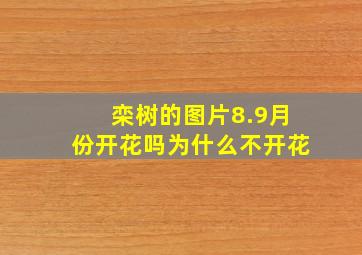 栾树的图片8.9月份开花吗为什么不开花