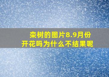 栾树的图片8.9月份开花吗为什么不结果呢