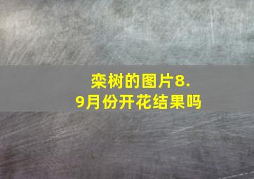 栾树的图片8.9月份开花结果吗