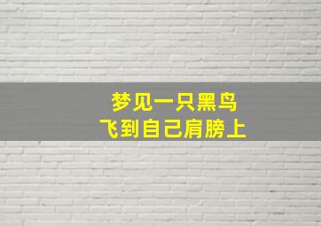 梦见一只黑鸟飞到自己肩膀上