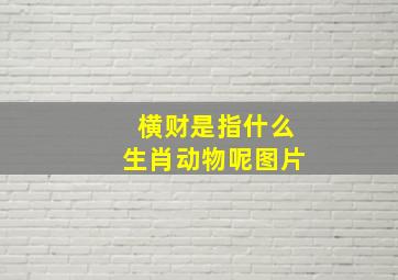 横财是指什么生肖动物呢图片