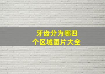 牙齿分为哪四个区域图片大全