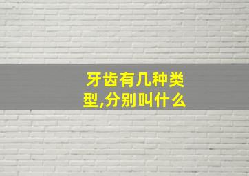 牙齿有几种类型,分别叫什么