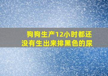 狗狗生产12小时都还没有生出来排黑色的尿