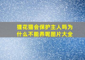 狸花猫会保护主人吗为什么不能养呢图片大全