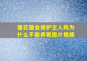 狸花猫会保护主人吗为什么不能养呢图片视频