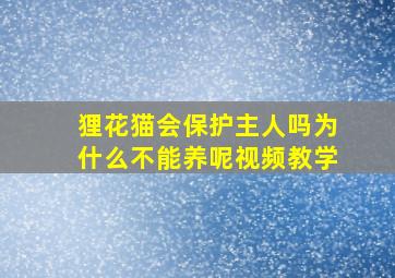 狸花猫会保护主人吗为什么不能养呢视频教学