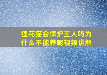 狸花猫会保护主人吗为什么不能养呢视频讲解